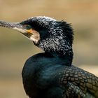 kormoran