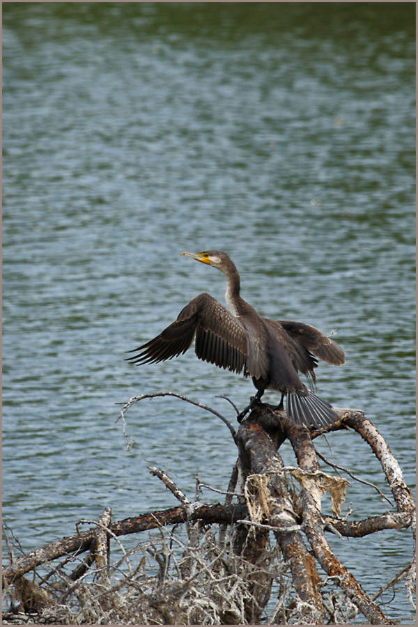 kormoran