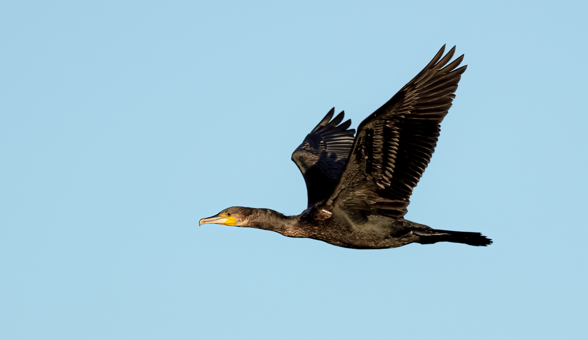 Kormoran Foto & Bild | natur, himmel, vögel Bilder auf fotocommunity