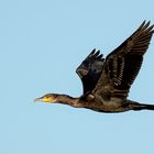 Kormoran          