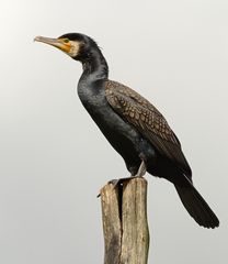 Kormoran