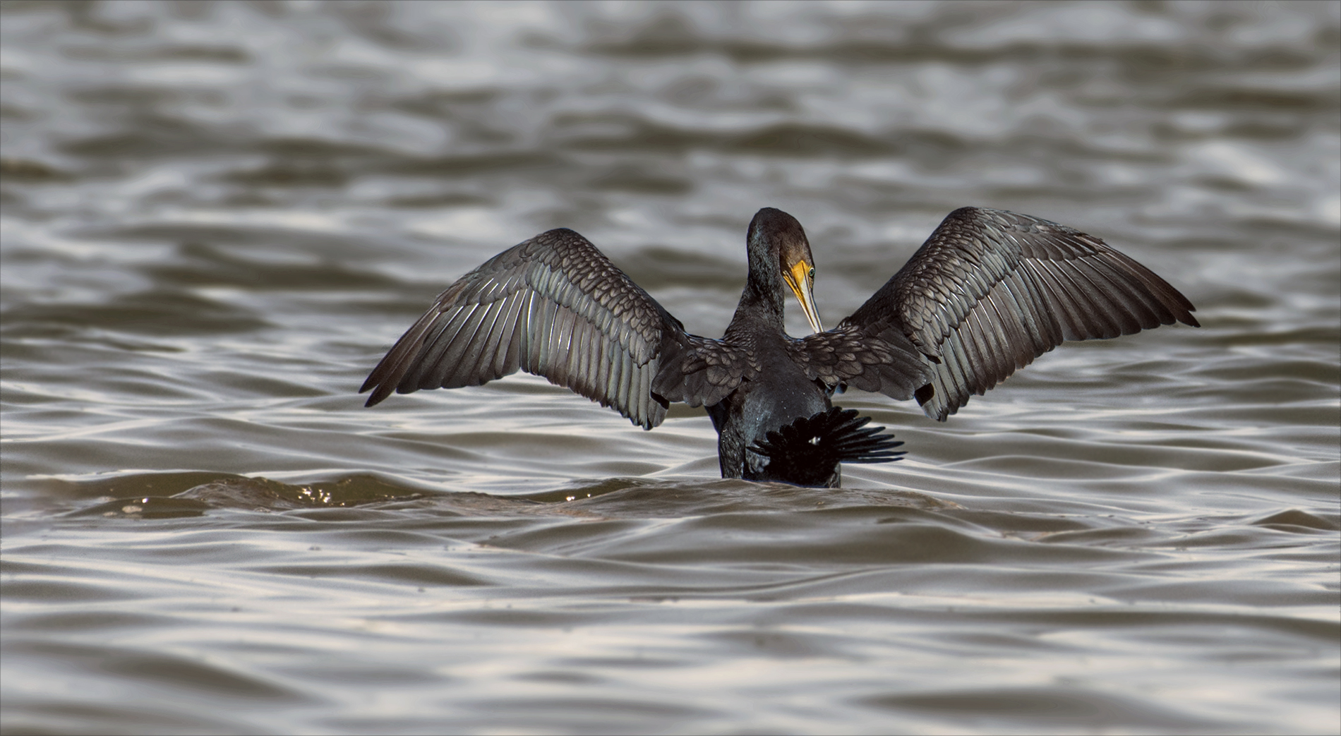 Kormoran