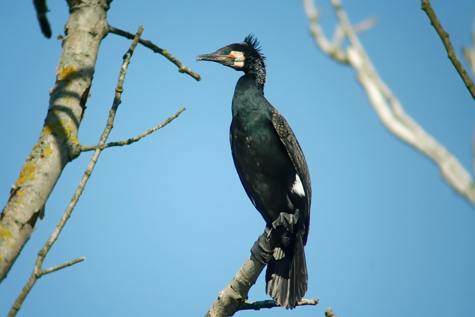 Kormoran