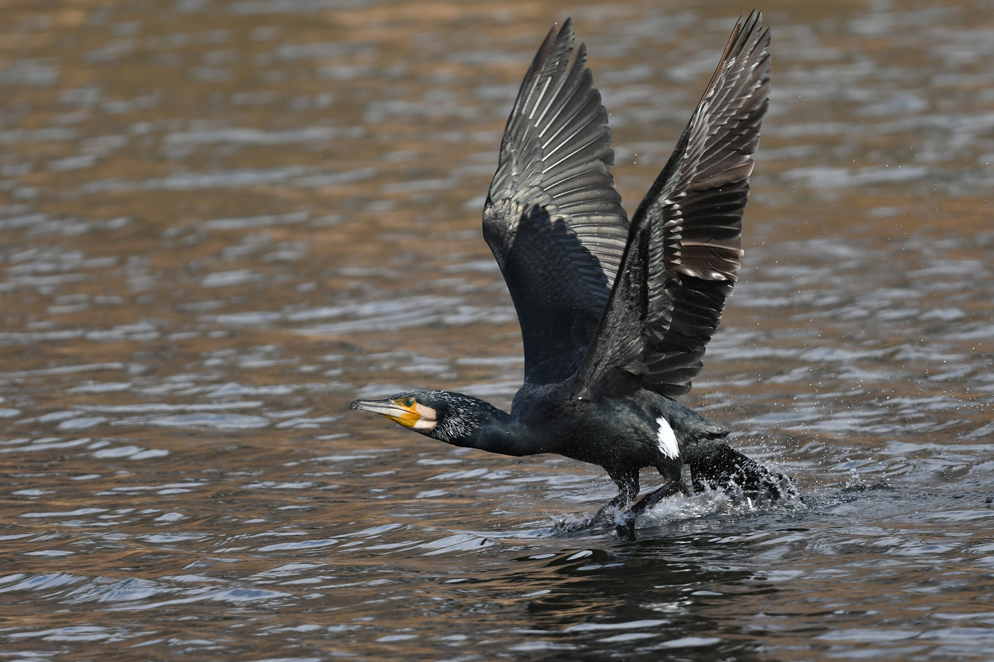 Kormoran