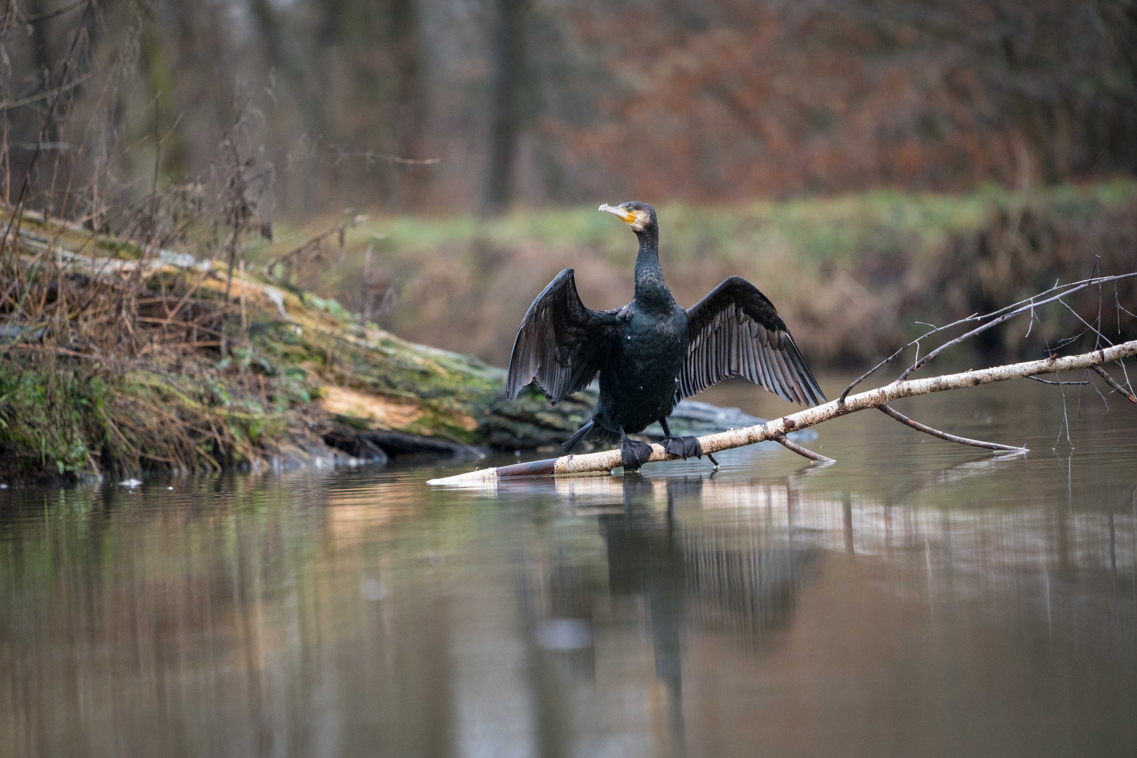 Kormoran