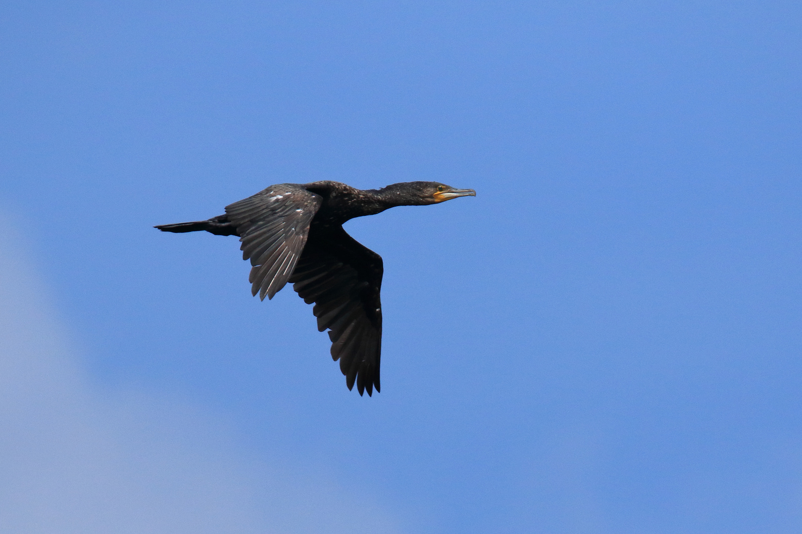 Kormoran