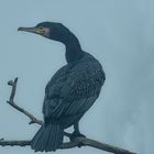 Kormoran 