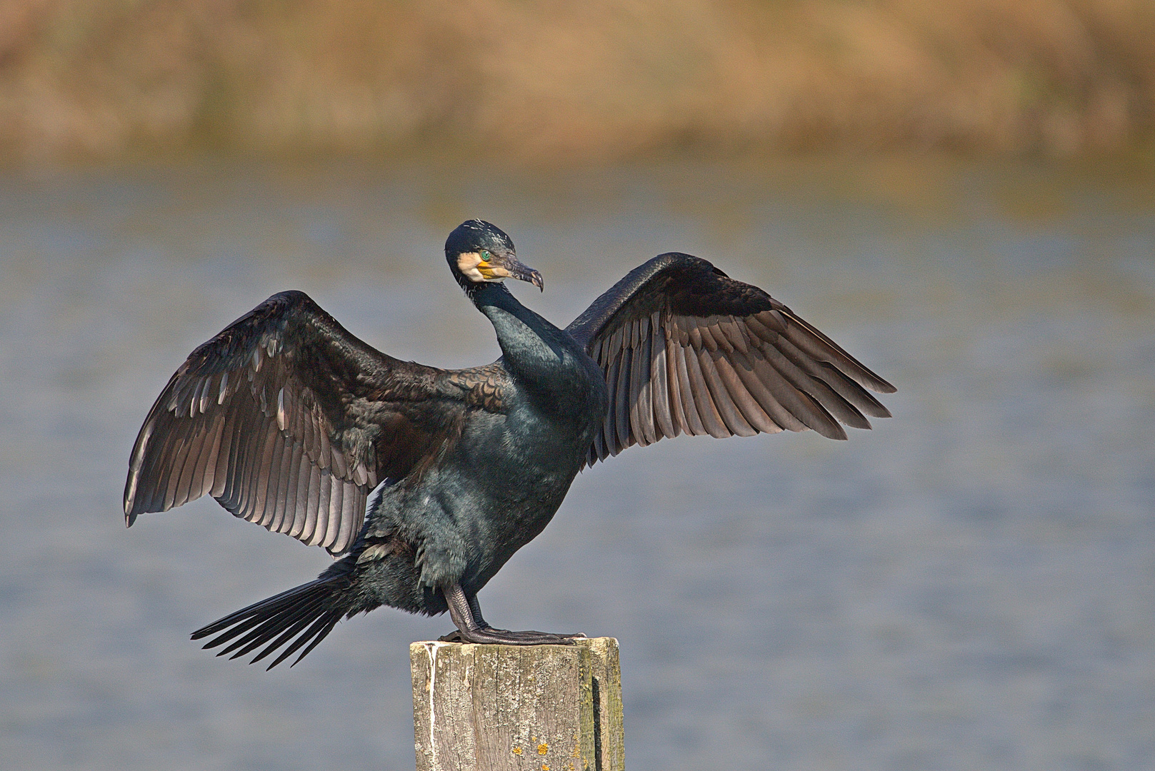 Kormoran Foto & Bild | natur, landschaft, tiere Bilder auf fotocommunity