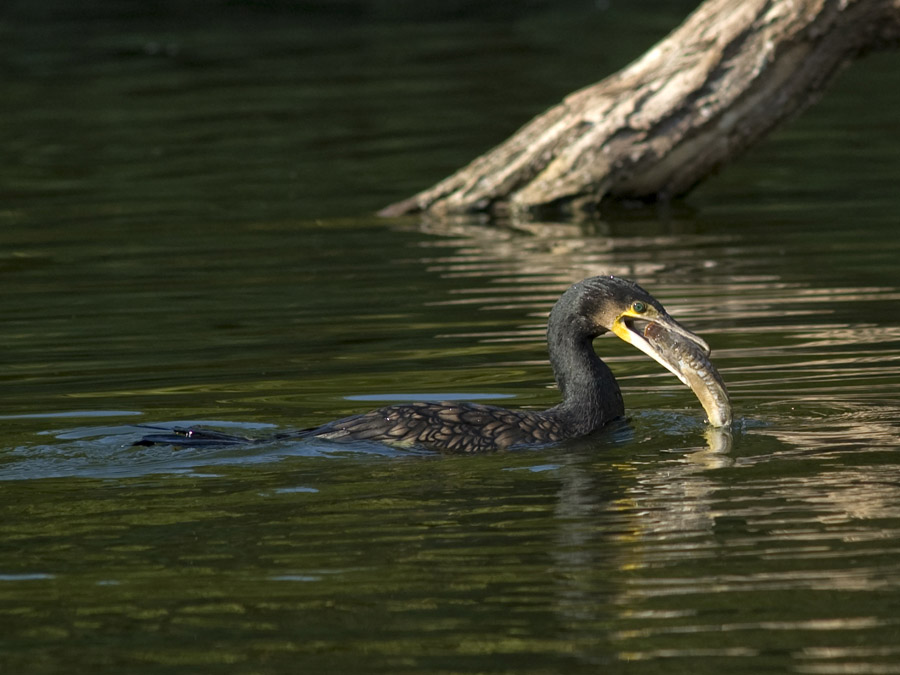 Kormoran