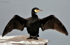 KORMORAN