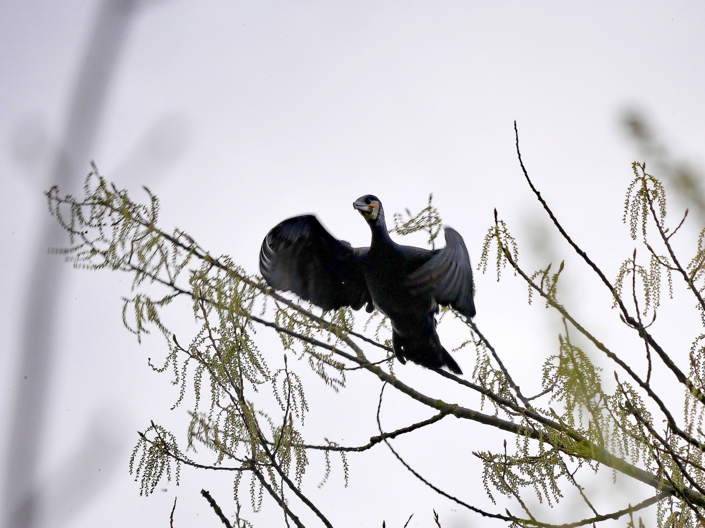 Kormoran