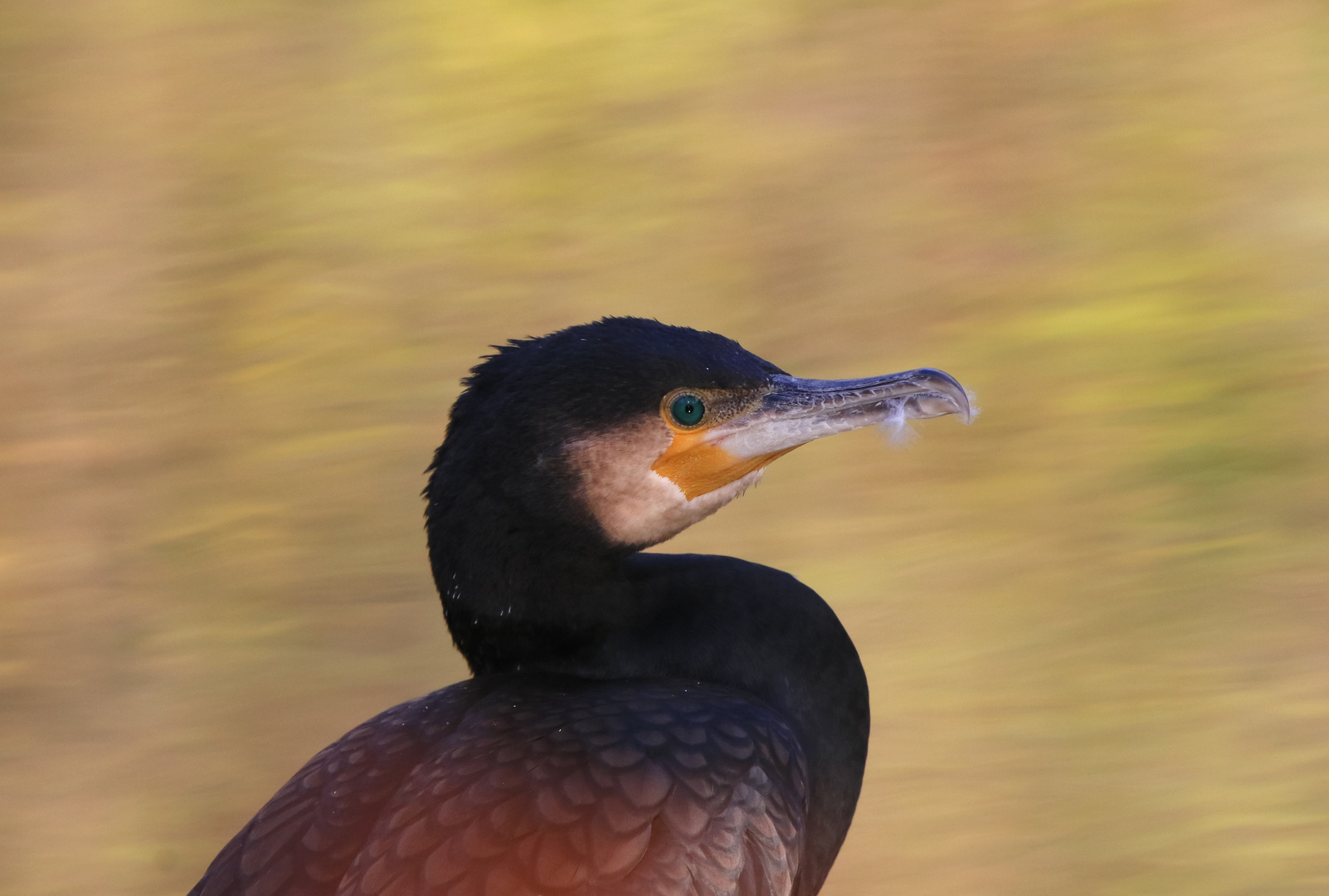 Kormoran