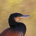 Kormoran