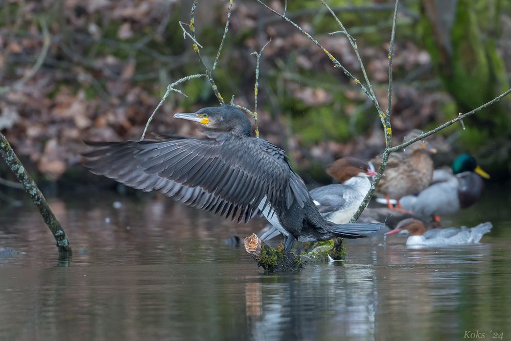 Kormoran & Co.