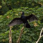  Kormoran / cormorant