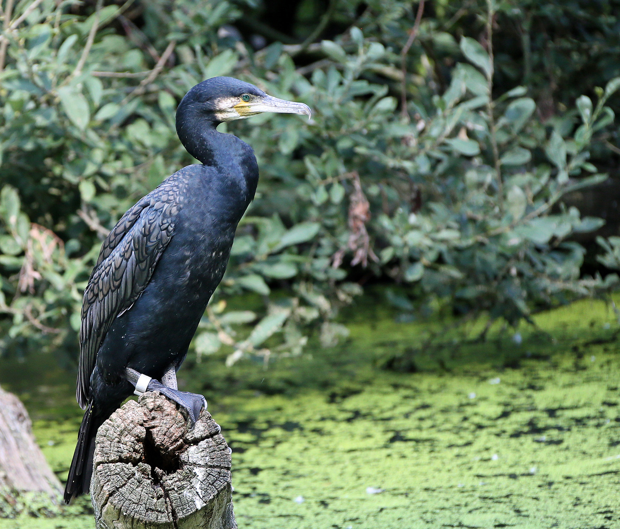 Kormoran / Cormorant / Meerrabe