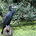 Kormoran / Cormorant / Meerrabe