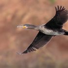 Kormoran - Cormorant - Phalacrocorax carbo