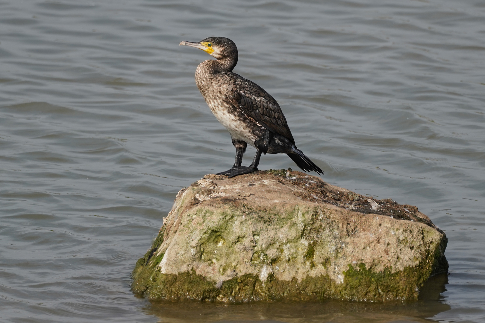 Kormoran