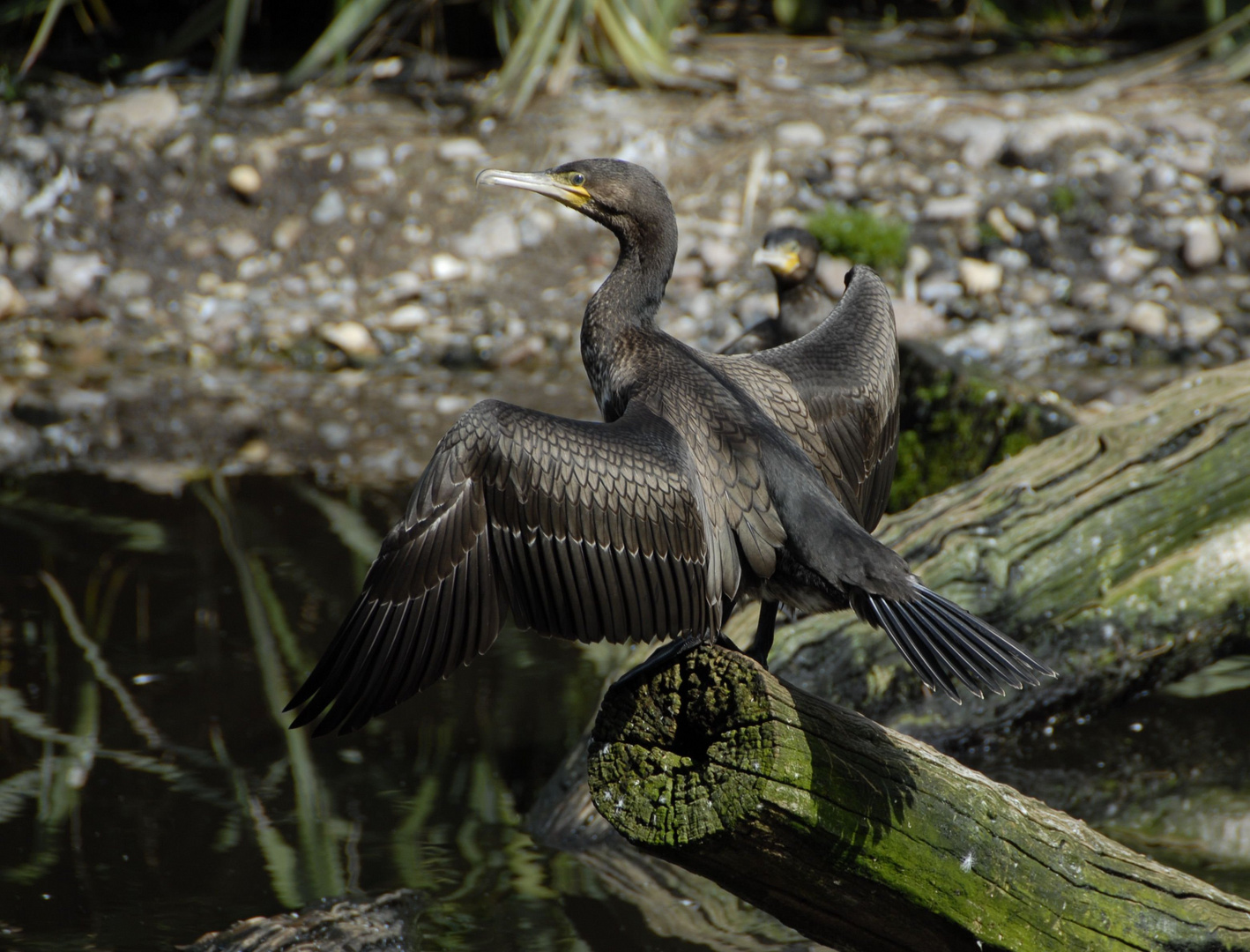 Kormoran