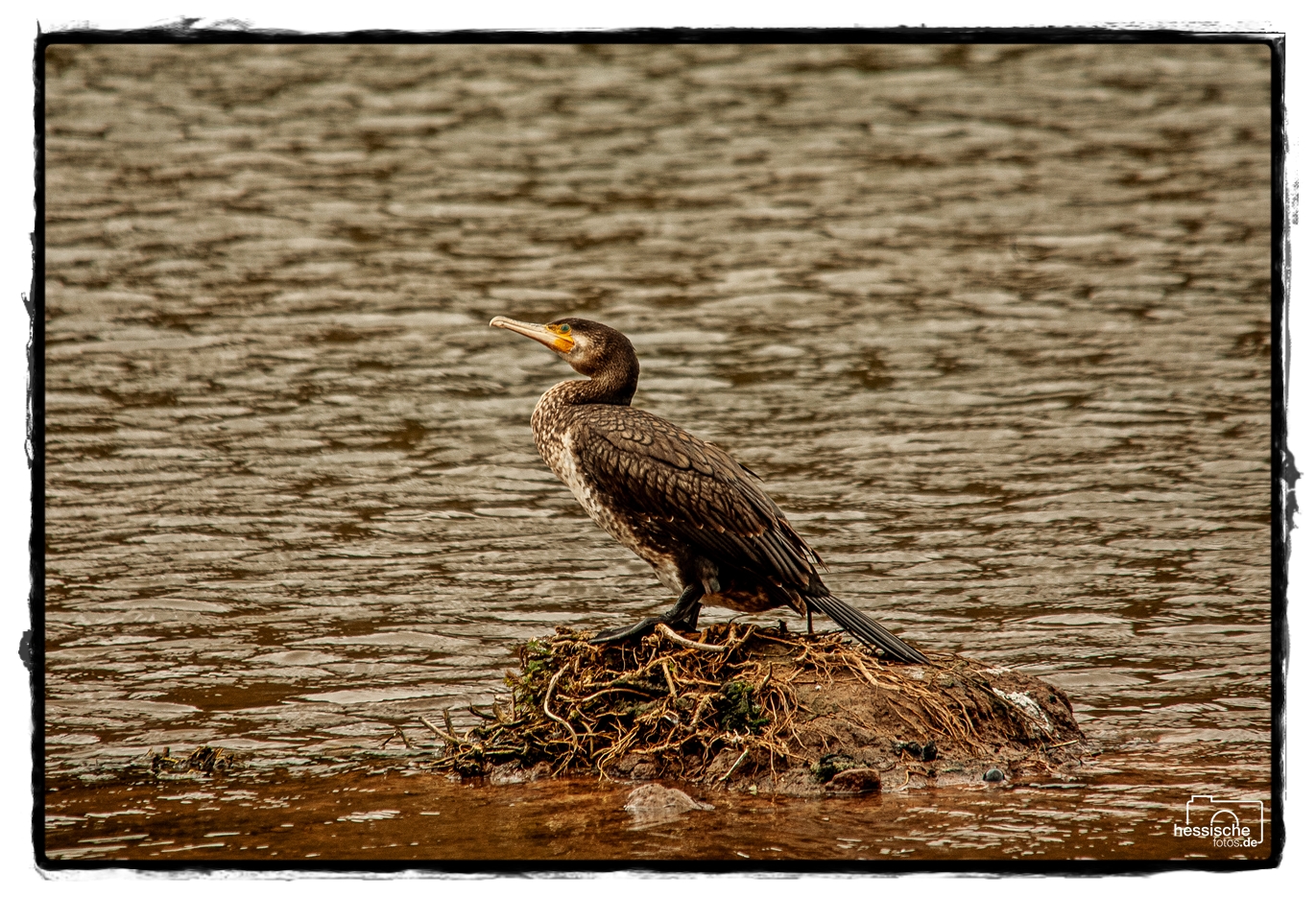 Kormoran