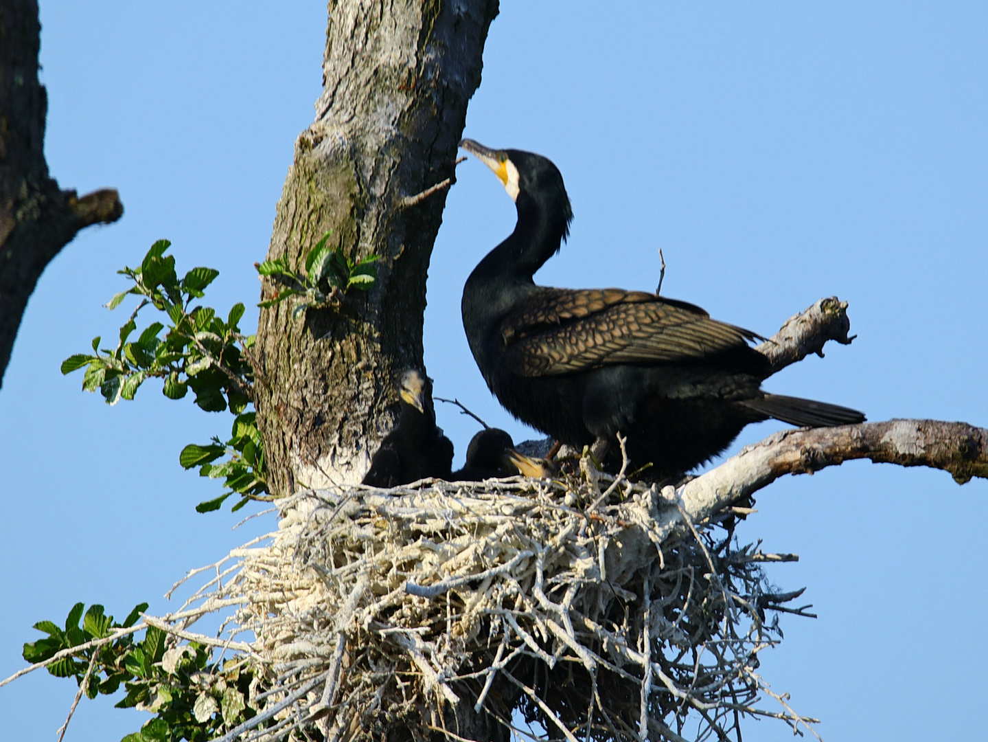 Kormoran 