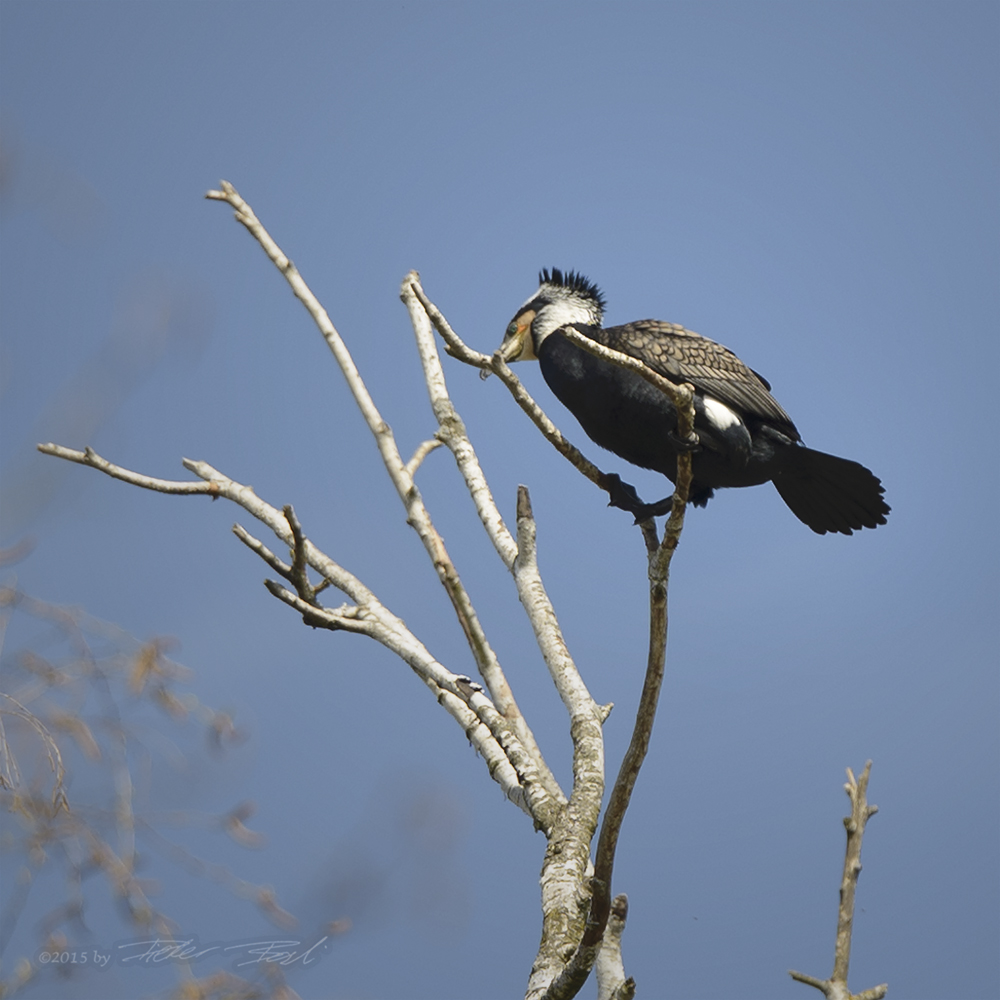 Kormoran