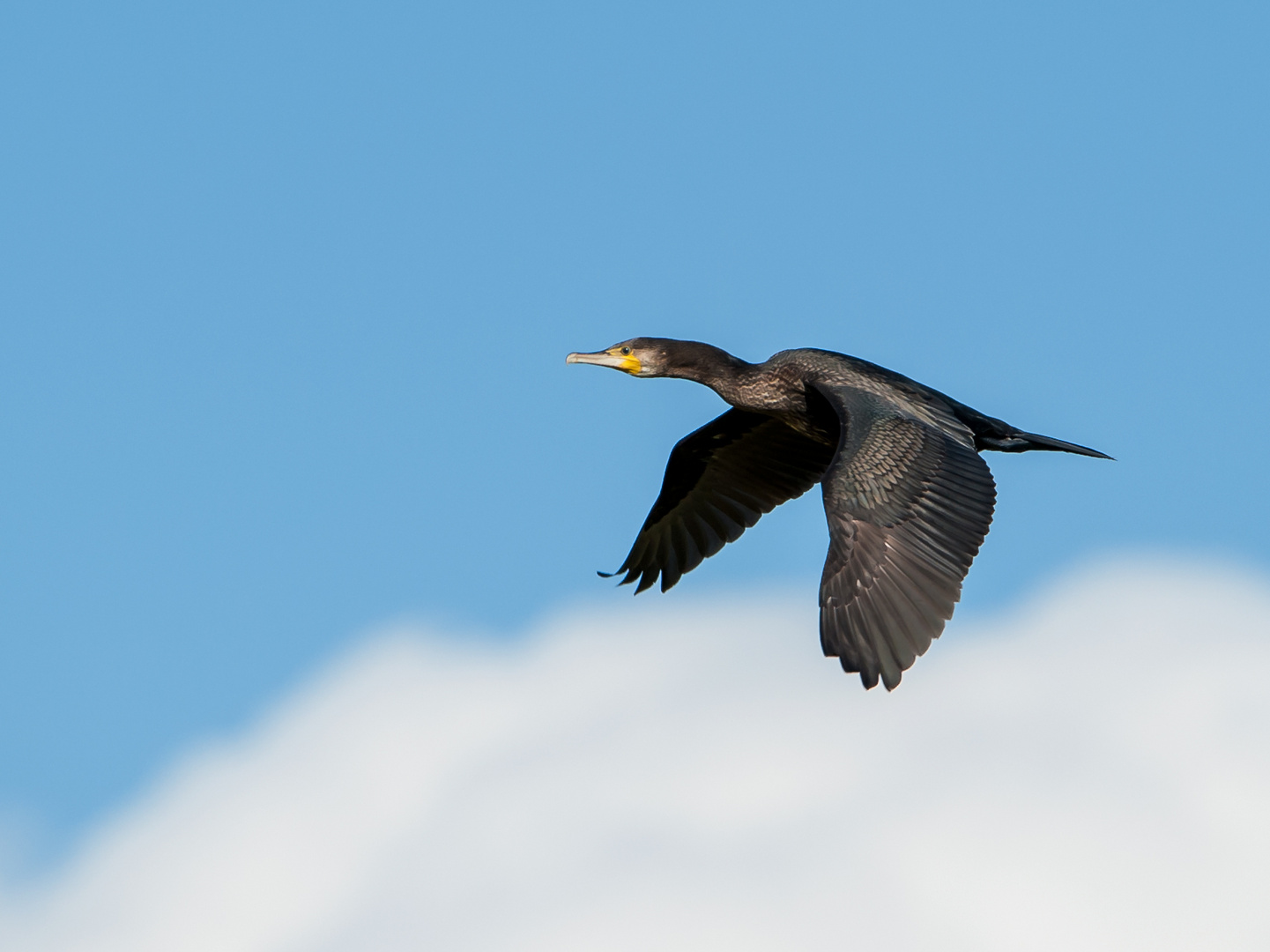 Kormoran