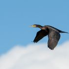 Kormoran