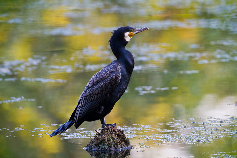 Kormoran