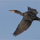 Kormoran