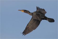 Kormoran