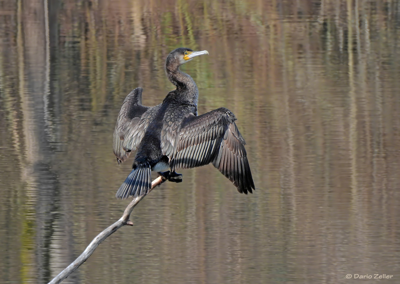 Kormoran