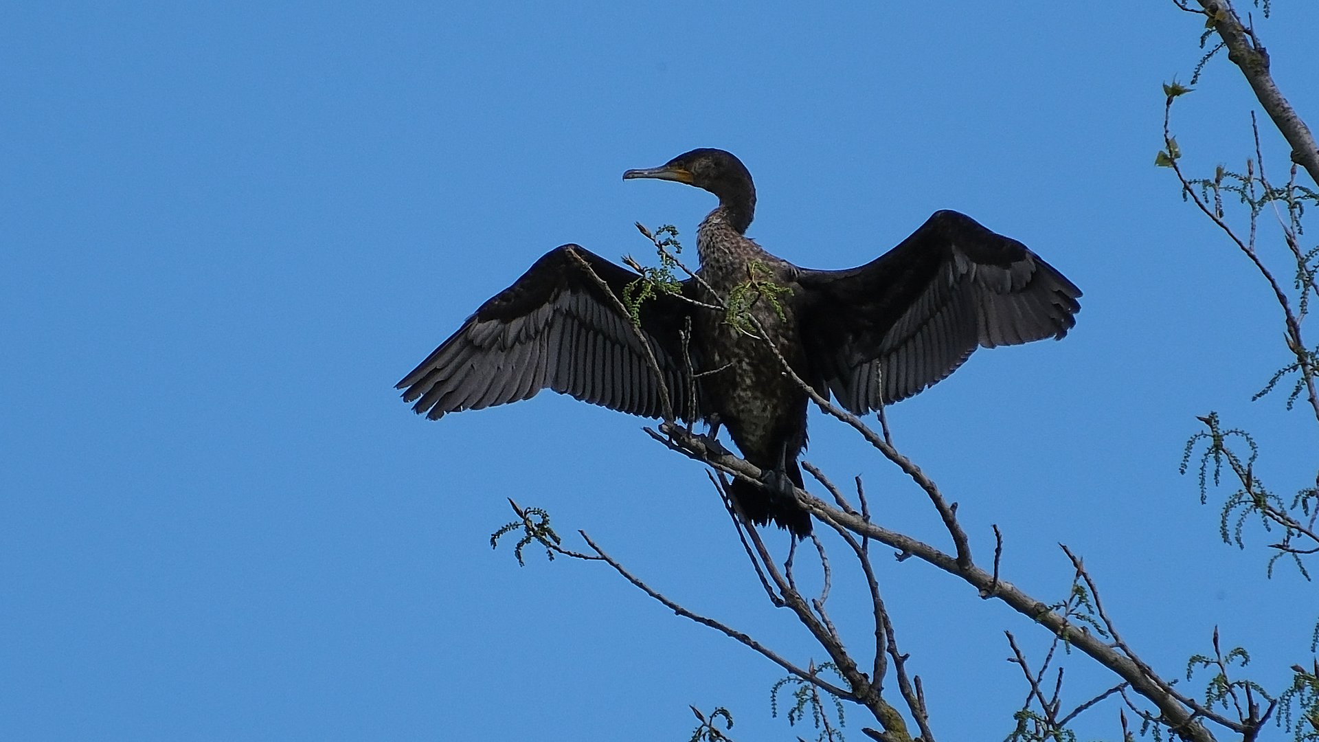  ~ Kormoran ~