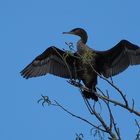  ~ Kormoran ~