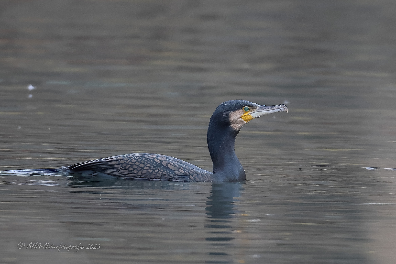 Kormoran