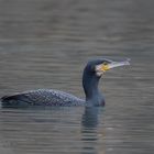 Kormoran