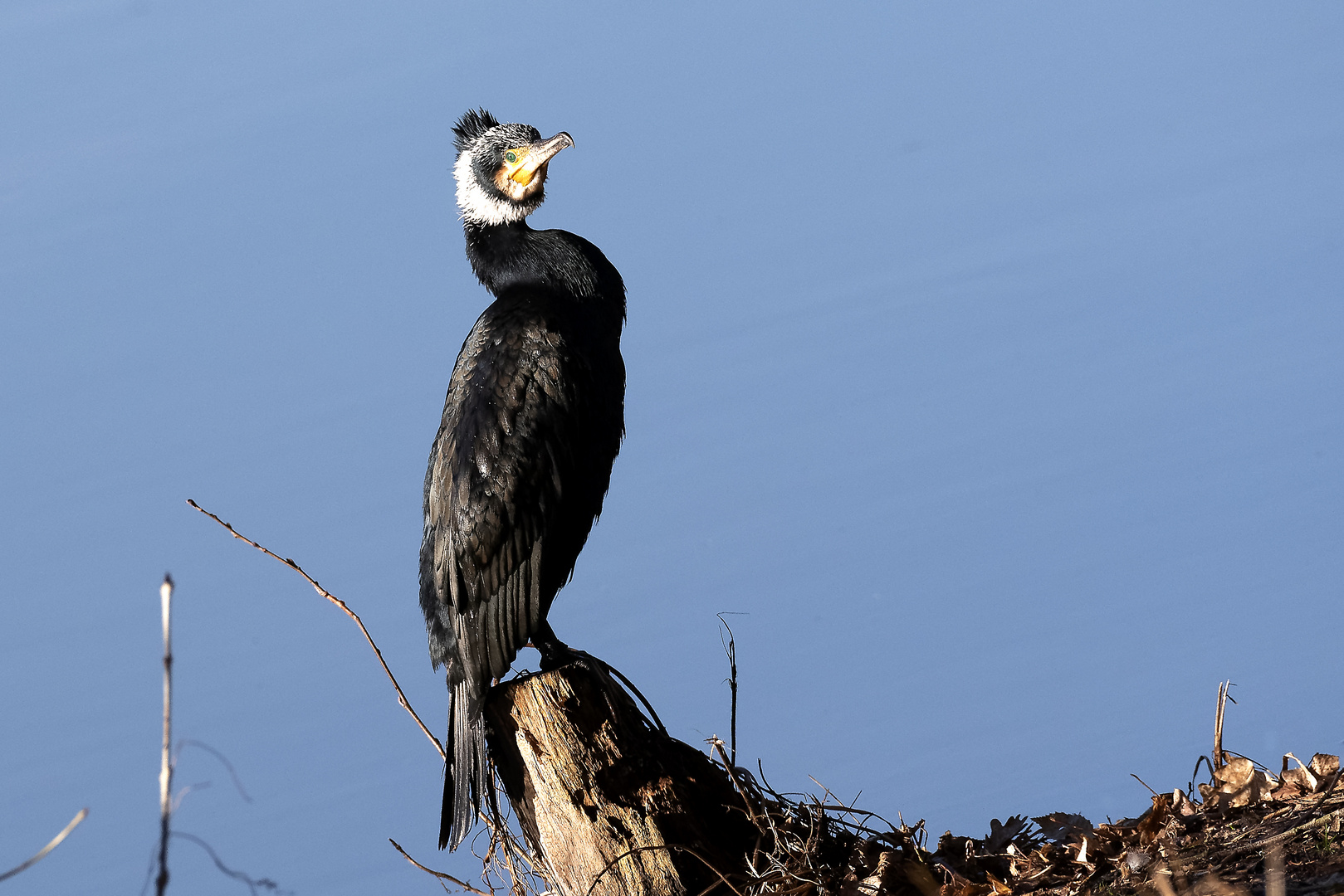 Kormoran