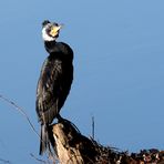 Kormoran