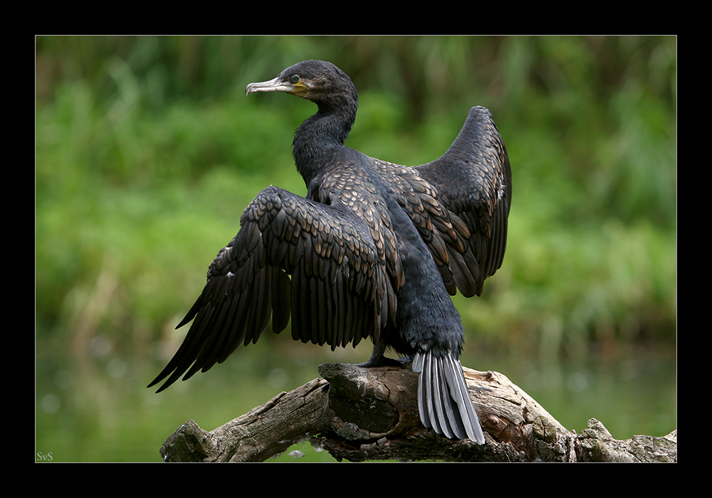 Kormoran