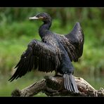 Kormoran