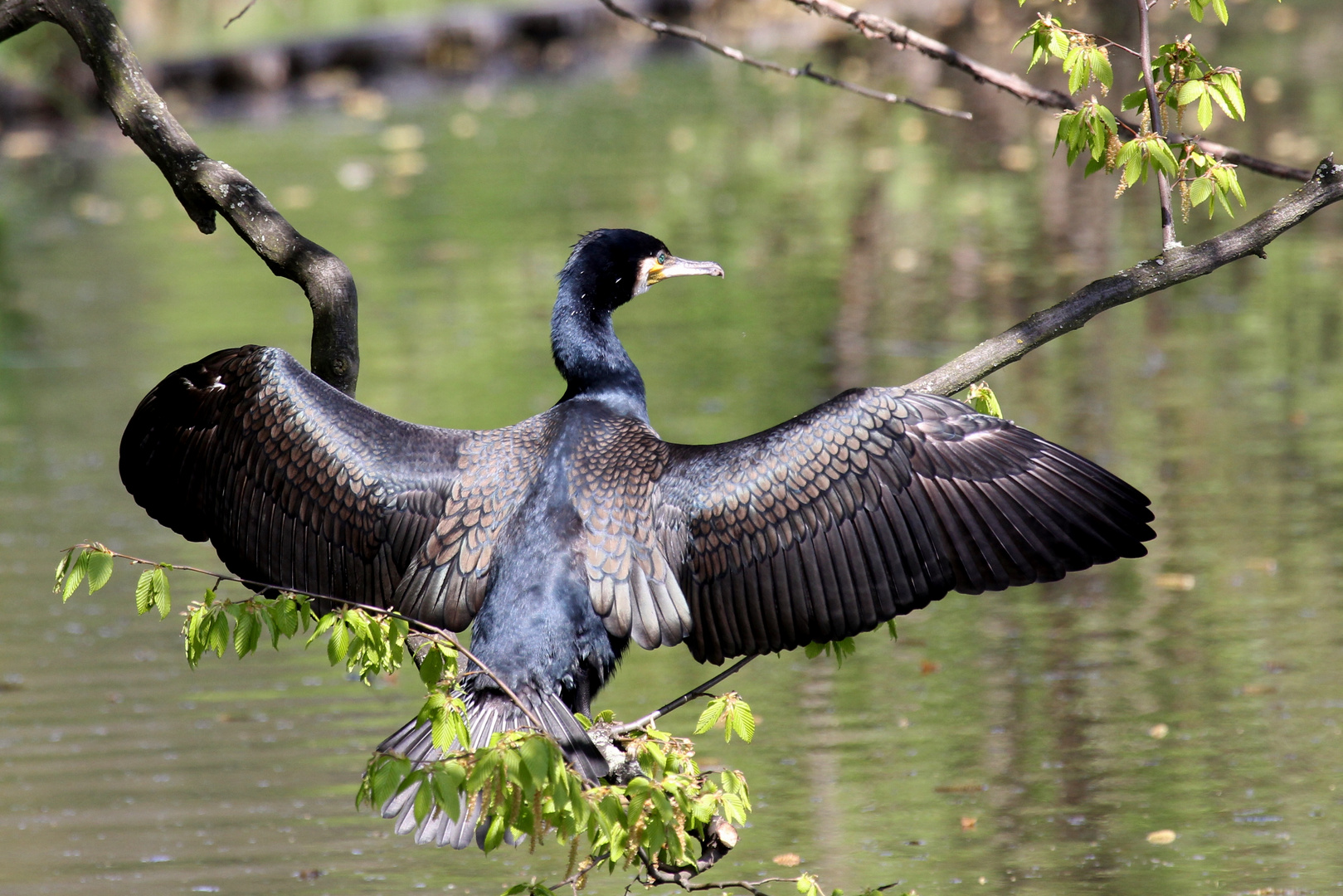 Kormoran