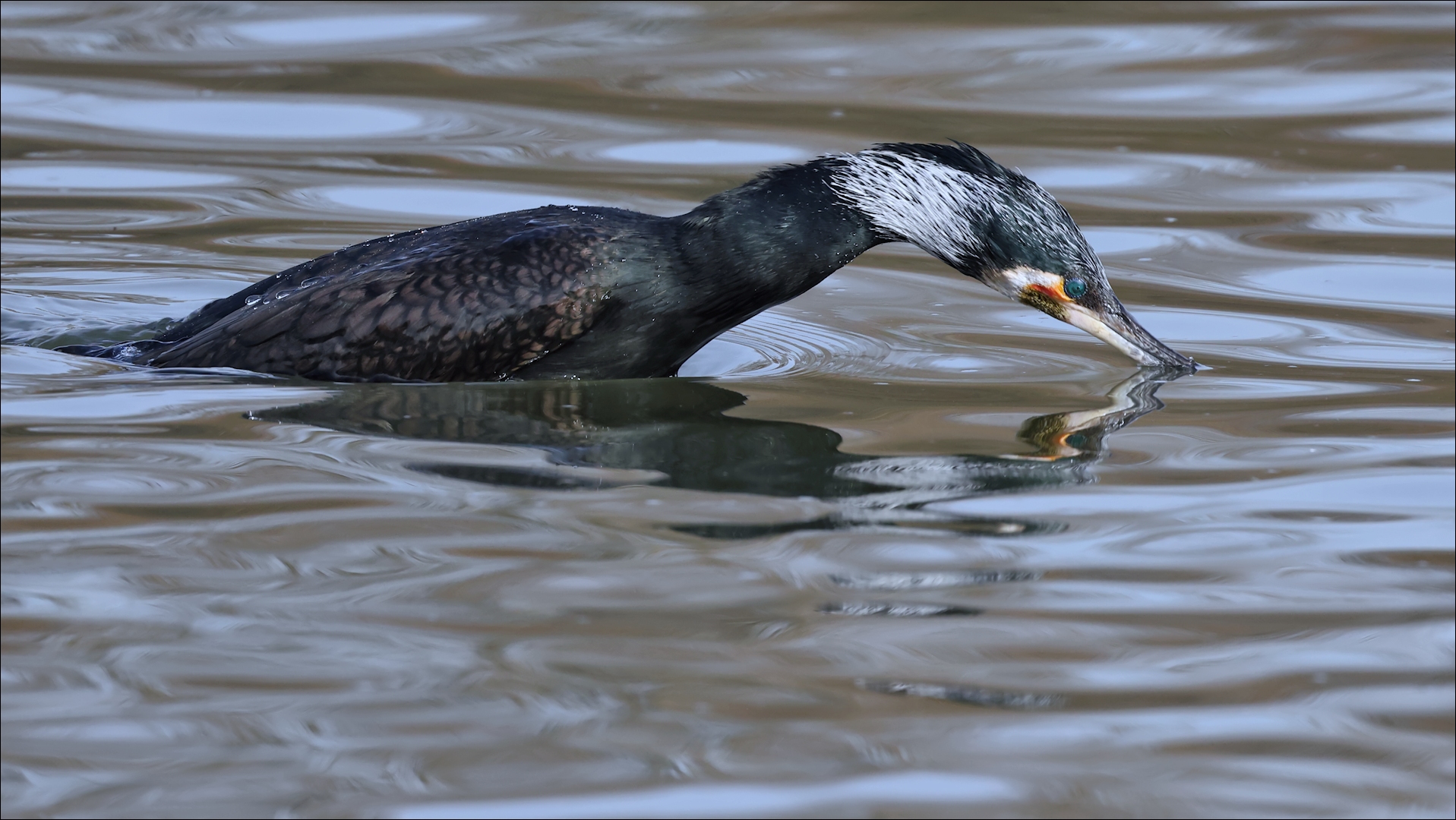 Kormoran.....