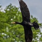 Kormoran