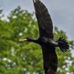 Kormoran