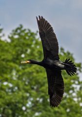 Kormoran