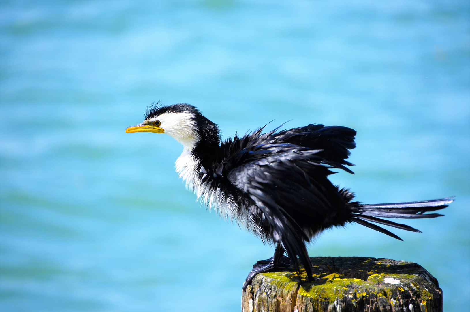 kormoran