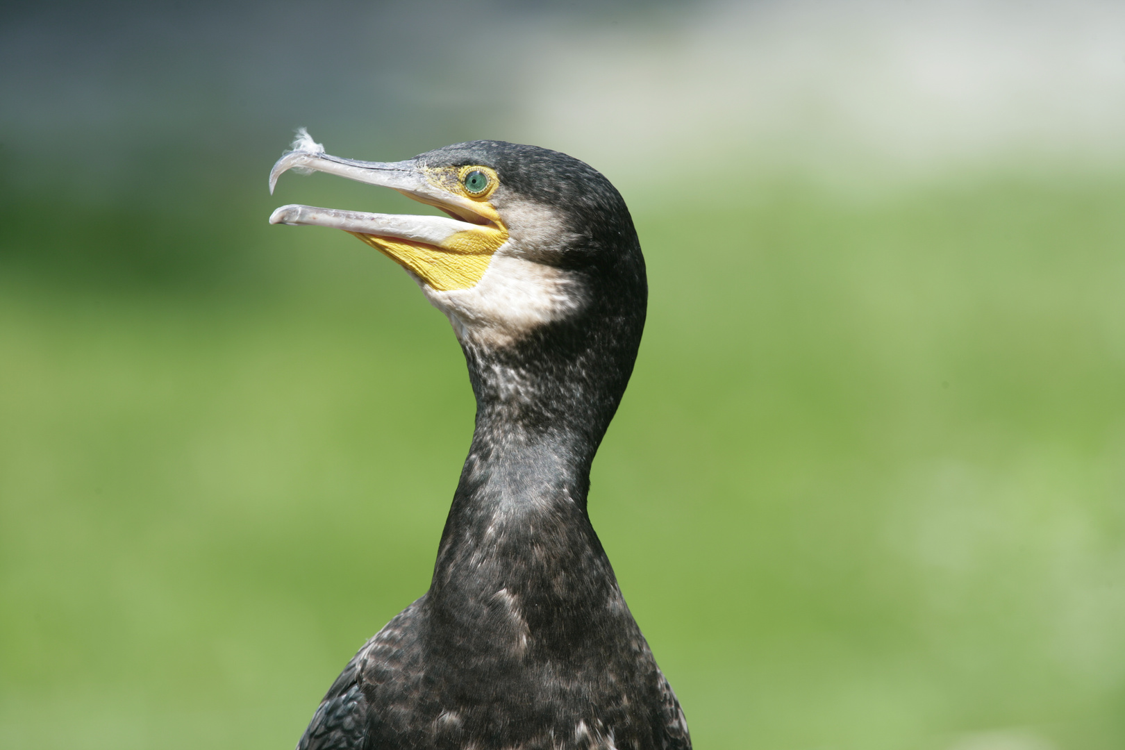 Kormoran