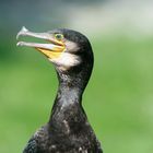 Kormoran