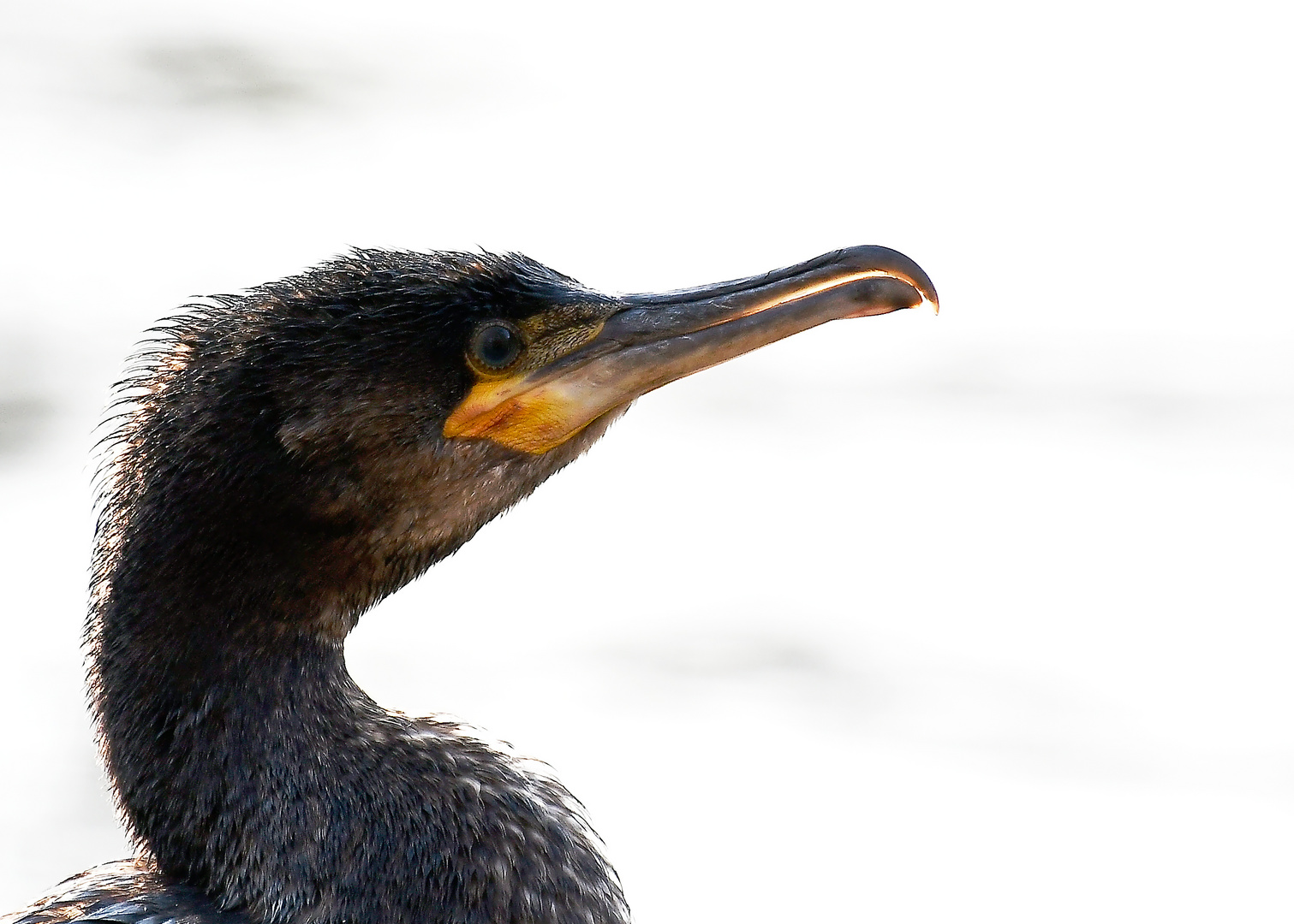 Kormoran....